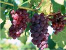 阆中市可欣葡萄种植专业合作社30亩葡萄相继成熟