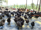 南充纯土鸡养殖/着力推出健康绿色土鸡产业链
